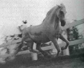 Amoroso V
Amoroso V Amoroso V
Amoroso V