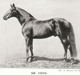 Sir VistoSir Visto stallion picW A Rouch