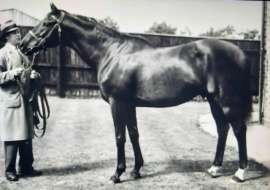 NEARCO - Standbild - Beech House Stud