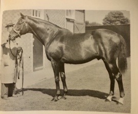 Nearco at stud Stallion Management by Neil Dougall