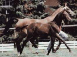 SANDRO BOY foal en 1993 Sandro et Wiadora par Grannus