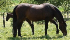 LigieLigie in the paddock