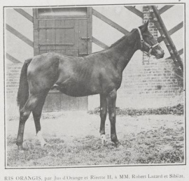 Ris Orangisas yearling