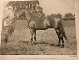 Solario at stud Thoroughbred Racing Stock