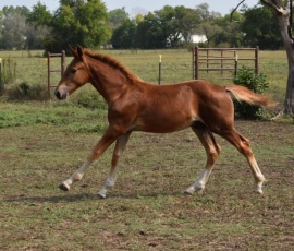 Niles as a weanling, late summer 2020.