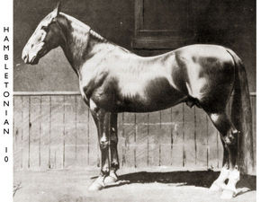 Hambletonian 10