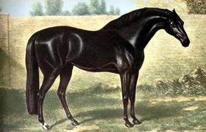 Godolphin ArabianGodolphin Arabian