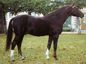 Fury de la CenseFury de la Cense