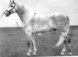 Bilbaino
Bilbaino Bilbaino
Bilbaino