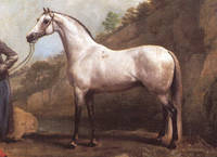 Alcock's ArabianAlcock's Arabian