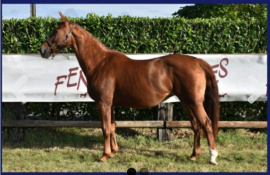 Tilda de Mars
TILDA DE MARS 2007 Tilda de Mars
TILDA DE MARS 2007