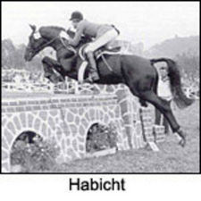 HabichtHabicht