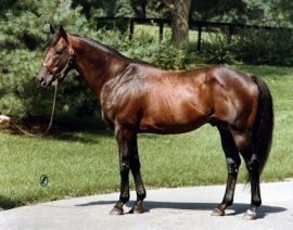 Mr Prospector Tony Leonard probably from Blood Horse Stallion Register