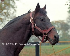 Mr Prospector at stud Patricia McQueen