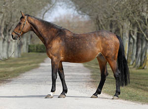 Qerly ChinQerly Chin