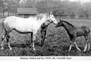 Mumtaz Mahal & her 1929 colt Furrokh Siyar