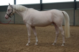 Pioneerstud Silver Sheikh 100716