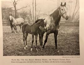 Mumtaz Mahal & her 1926 colt named Dara Shukoh, in the back ground Taj Mahal & her 1926 filly Taj Mah.  Thoroughbred Racing Stock