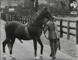 A rather excited Hyperion going for a walk next to some mares