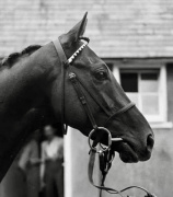 Lovely headshot of Hyperion at the Epsom Derby