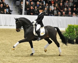 Contendro I doing dressage