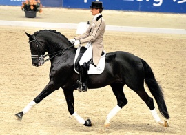 Gribaldi dressage