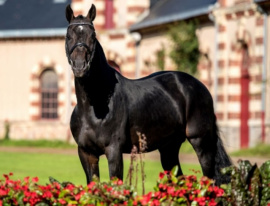 Contendro at Haras de Saint-Lô in France Photo © Haras de Saint-Lô