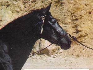 Hosco III
Hosco III Hosco III
Hosco III