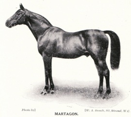 Martagon stallion pic W A Rouch