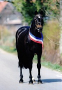 "Stallion of the Century" Cor de la Bryere at his 30th birthday.